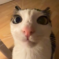 Ñamm (@lapapafritam) 's Twitter Profile
