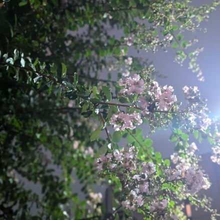 gessori_show's profile picture. 20↑成人済/見る専用/ロム垢なので無言フォローすみません