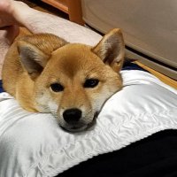 naomura (@chamura0106) 's Twitter Profile Photo