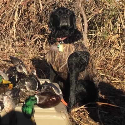 2nd grade teacher. America 🇺🇸 Sports, fitness, hunting, and lab mom. Married 1-17-19💍