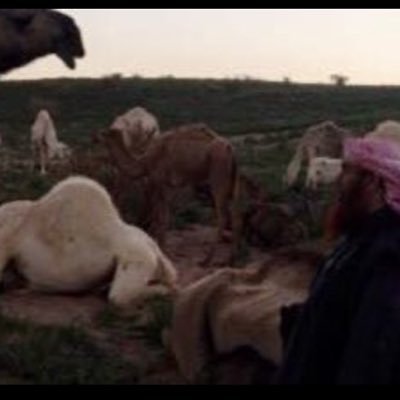 ابو بتال Profile