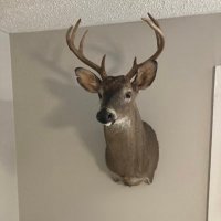 buck (@clonniec) 's Twitter Profile