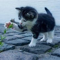 まなか (@manaka1250631) 's Twitter Profile