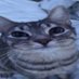Mange the Catto (@orangemange2311) Twitter profile photo Mange the Catto (@orangemange2311) Twitter profile photo