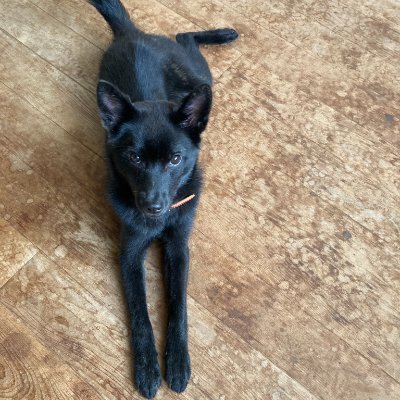 MOS、統計検定CBTのオデッセイコミュニケーションズ創業社長です/甲斐犬アンナのパパ/日ハム/経済同友会幹事 Founder of a leading computer-based testing company in Tokyo / YPO Gold Japan/Harvard MBA1987/AFS1976-77