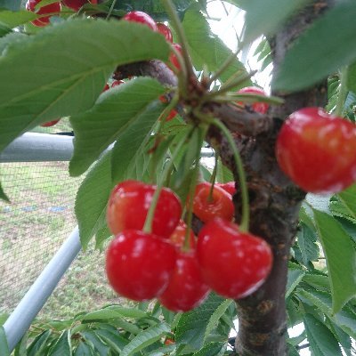 パソコンなんでも屋(自作・修理・ヘルプデスク・SNS分析・エクセル関数)。趣味/興味→クラシックなメイドさん、邦楽(YMO、BARBEE BOYS等)、洋楽(Michael Jackson、TOTO、Coldplay等)。メイドの、もちのちゃんが推し。※有馬小太郎はペンネームです