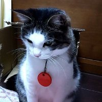 emiko (@ggpfye8hgf0kdx7) 's Twitter Profile