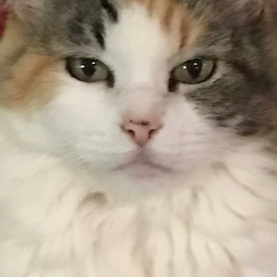 KarenCr32289150's profile picture. Wife, mom of 2. I love cats and run a rescue. I Hate Trump. Vote Blue! #Resistance