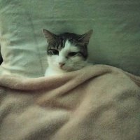 Kitty_Mama (@kitty_mama20) 's Twitter Profile Photo Kitty_Mama (@kitty_mama20) 's Twitter Profile Photo