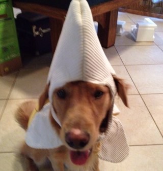 lathamtheman's profile picture. 