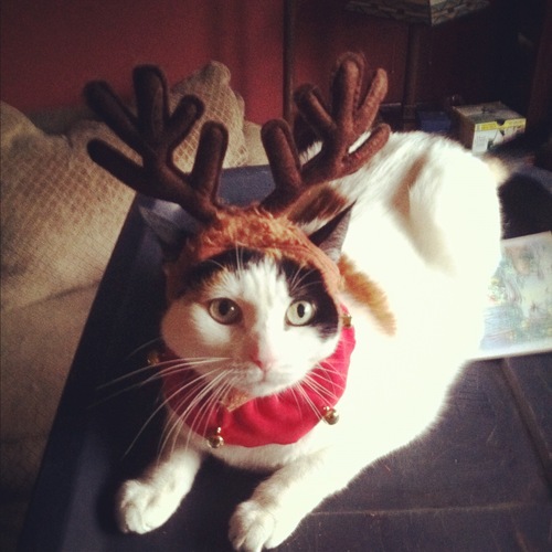 Crazy cat lady who reads too much. College student. Rescue volunteer.