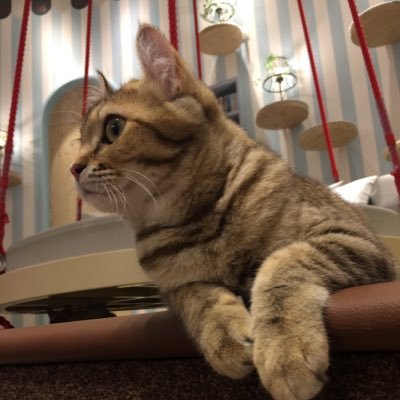 THA240908's profile picture. ココナラ エクセルに関連するサービスを出品しています。VBAを主力に出品中です。元機械設計開発 過労により鬱病になり現在病気療養中 (精神障害者手帳2級持ちです。)