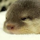 perfectgame211's profile picture. 