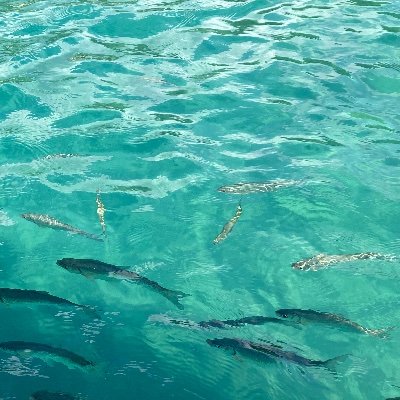 grapefruit_task's profile picture. 音楽 映画 勉強