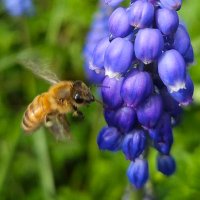 Beeallaboutit (@beeallaboutit) 's Twitter Profile