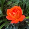 elhoelho's profile picture. On Wallumedegal land the area of Sydney today known as Ryde–Gladesville-Hunters Hill. NRL Wests Tigers supporter. Rose is Fearless a Hybrid Tea Rose.