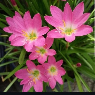 Isabelv29986209's profile picture. 🇵🇦🇪🇸🇪🇨