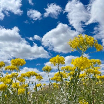 koronbey's profile picture. 🍀