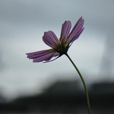 pita_79's profile picture. パズドラ/ポケポケ/ポケカ