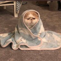 ماجد (@mij63) Twitter profile photo