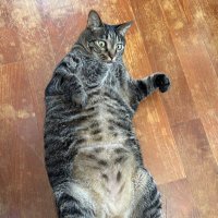 おっさん猫ラオくん (@ossan_neko_rao) 's Twitter Profile