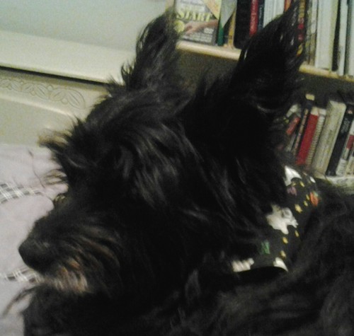 steelhme's profile picture. 