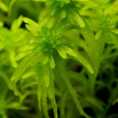 niubiyu's profile picture. lake biogeochemistry