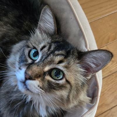 iwashi_471's profile picture. いわしです！
VRChatではJPTによく出没します！
まめひなたアバター使ってます！
フルトラ自作頑張るマン！！