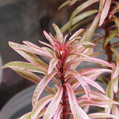 Birdsea5's profile picture. 好きな植物を育てて満足する40代のオヤジです✨
水草全般・水上クリプトコリネ・食虫植物が中心です。
