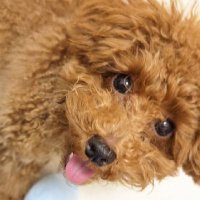 Shogo__TOM大須店オーナー (@tom__shogo) 's Twitter Profile