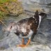 British Trust for Ornithology in Cornwall 〓〓 (@bto_cornwall) Twitter profile photo British Trust for Ornithology in Cornwall 〓〓 (@bto_cornwall) Twitter profile photo