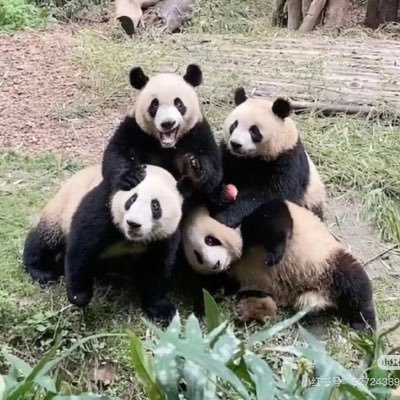 miewmiew38's profile picture. มังกรอ่อป๊า มังกรแล้วไงป๊ากลัวอะไรมัน ป๊าคือไป๋หู่เทพเจ้าเสือขาว อั๊วคืออาหล่างหมาป่าฤดูหนาวที่ดุร้ายที่สุด ที่นี่คือถิ่นเราป๊า ภูเขาแถบนี้เราคือราชา