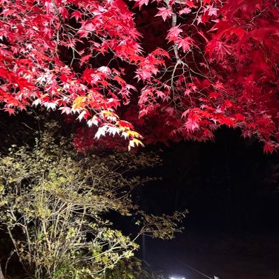 bebenba001's profile picture. 