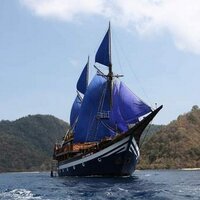 Sea Safari Cruises(@SeaSafariCruise) 's Twitter Profile Photo