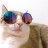 siyuanbear's profile picture. 🇨🇳/情報卒/猫!猫!猫!🐈/买书如山倒读书如抽丝/📚積読み/iOS/Android/AI/Algorithm/ex-teamlab/エンジニア/旅客機/絵描き/UIUX/🏡大阪→名古屋→東京