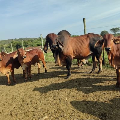 ndesh_019's profile picture. 