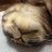 daisya66's profile image