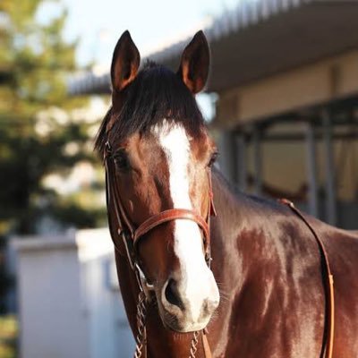 beluga_esports's profile picture. スマブラ/COD/VALORANT/LOL