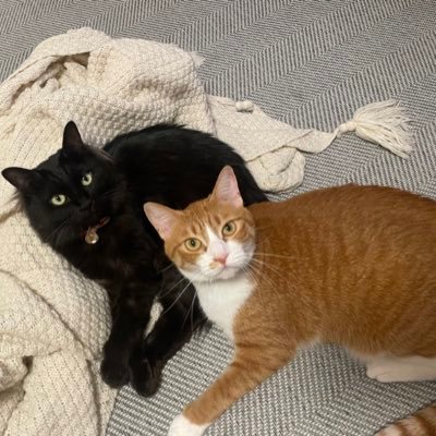 🐈⬛くぅ【姉】特長☞モフモフお嬢様:2020/4/1 🐈れん【妹】特長☞甘えん坊やんちゃでぽちゃ:2022/4/24