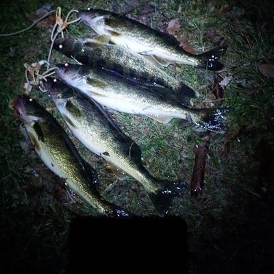 BryanMapes1's profile picture. God, family, life first American
#NewFederalist