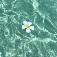 Iman (@ii85tt) 's Twitter Profile