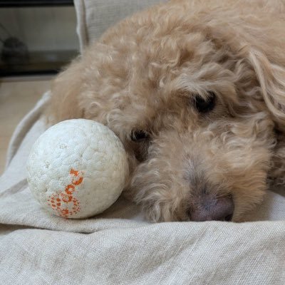 r_komagi's profile picture. ASD&ADHDの税理士元夫、麻雀やらおねいさんのお店で遊ぶことやらに熱心になり、浮気もし、借金を残して行方不明に。中2息子は精神を病み不登校。生活の為週休0日で働く膠原病持ちのシンママ。2025年末軽度の心臓病も発覚。本業は知的障害者支援をする社会福祉士。副業は某ファストフード店朝番。趣味はチェロ、ピアノを弾くこと。