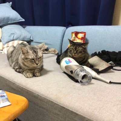 うちの飼い猫が猫の早さと可愛さを証明する為マリオカートでゲーム実況するというよくわからんコンテンツ作ってます