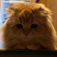 🥷🐳カンニャビス👑🐱 (@nekonosukemk2) 's Twitter Profile