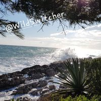 Wild Switcher (@wildswitcher) 's Twitter Profile Photo Wild Switcher (@wildswitcher) 's Twitter Profile Photo
