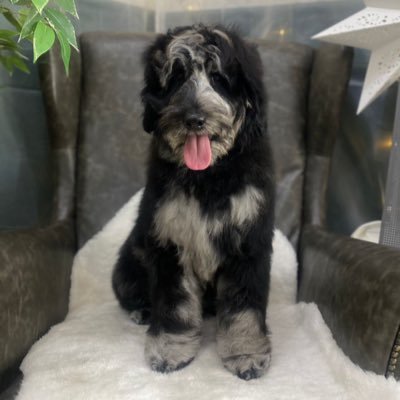 MshariAlonaizy's profile picture. dnd and other stuff