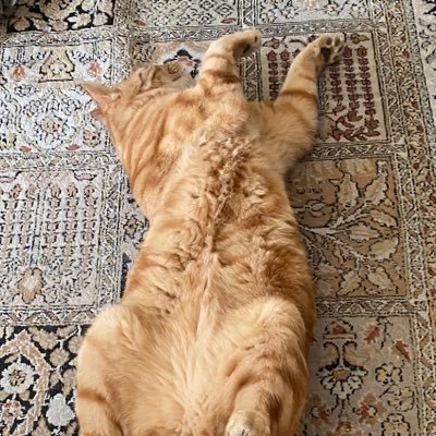 Swiss_Snoopy's profile picture. Sharing, caring, fact checking.