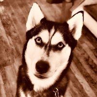 Reagan Goldwater (@pew_pew_derp) 's Twitter Profile