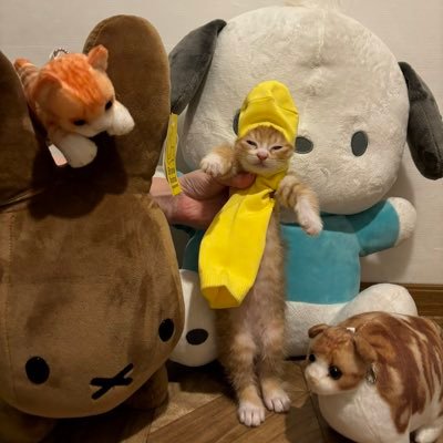 2019/4/8ポメもも2020/7/1保護猫みかん 2021/9/24ポメひろ 2024 /7/3保護猫ちま 2025/4保護猫んにゃー2025/7保護猫みっけ https://t.co/yfYTQSORaU