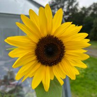 Torparen (@torparen_) 's Twitter Profile